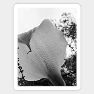 Calla Lily black and white Sticker